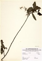 藏品(大葉溲疏)的圖片